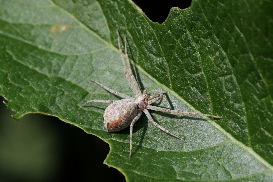 Philodromus sp.